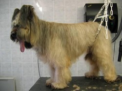 Le d�bourrage - Les Coupes - PASSION CANINE
