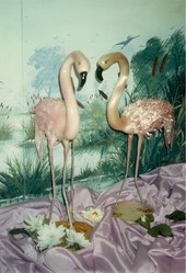 flament rose0001.jpg