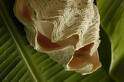 SOIN TENDRESSE BIO HOMME
