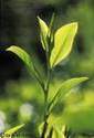 Bio Purifiant 