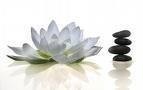 plantes atives annie duo beaut�