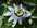 plantes annie duo beaut�