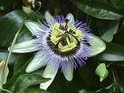 plantes annie duo beaut�
