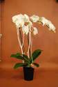 ORCHIDEE - Orchid�es - Les Jardins de Saint Pierre