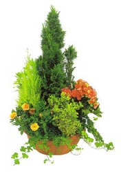 coupe plante.jpg