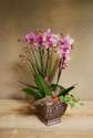 ORCHIDEE - Orchid�es - Les Jardins de Saint Pierre