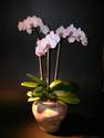 Orchid�es