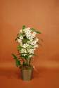 ORCHIDEE - Orchid�es - Les Jardins de Saint Pierre