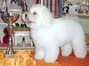 EXPOSITIONS CANINES