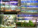 Poissons