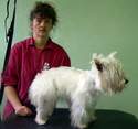 Toilettage chats, chiens et rongeur - Services - FAUNE BOUTIQUE