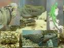 Reptile : tortue, iguane, piton, iguane, dragon vert, l�zard