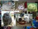 Rongeur : cobaye, hamster, chinchilla, lapin, gerbille, sourit, rat - Animaux vivants - FAUNE BOUTIQUE