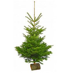SAPIN EPICEA - Mas de la Roseraie BANCILLON