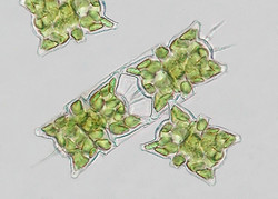 MICRO-ALGUES - Chlorophylle