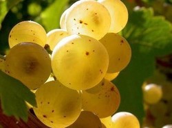 PINOT GRIS TROTTACKER 2016 JEAN SIPP - Charpentier Vins