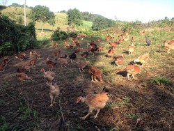 poulets fermiers - La Ferme des Acacias