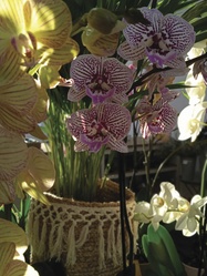 Orchides - Le Pouvoir des Fleurs