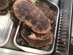 coquillage crustaces  - Aux Saveurs charentaises
