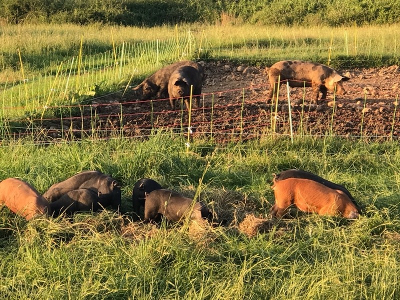 colis de porc bio noir croisé Duroc 6 kg - colis de viande - La Ferme des Hauts Coteaux - Voir en grand