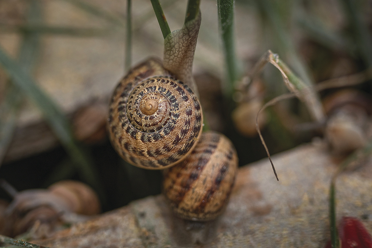 Boutique L'escargot Commingeois - J'ach�te en Comminges