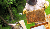 Boutique L'Abeille des sources - J'achte en Comminges