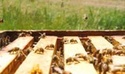 L'Abeille des sources - J'achte en Comminges