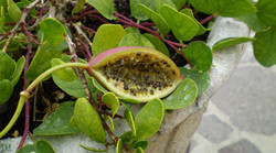 QUERCETINE - MISS TERRE VERTE