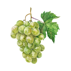 Pur Jus de Raisin 25 cl - Ferme Fruirouge