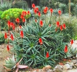 ALOE ARBORESCENS - MISS TERRE VERTE