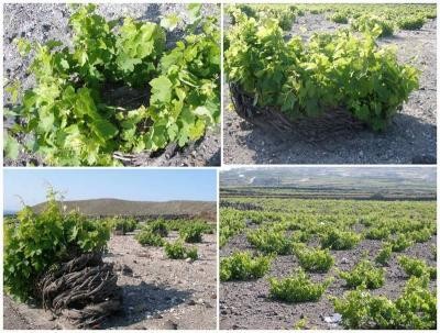 Culture de la vigne à Santorin en Grèce  - Voir en grand