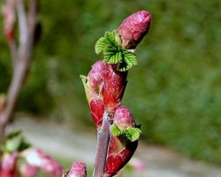 MACERAT CONCENTRE DE BOURGEONS DE CASSIS BIO - MISS TERRE VERTE