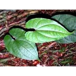 YAM - MISS TERRE VERTE