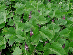 KUDZU - MISS TERRE VERTE