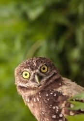 le nettoyage de vitres sans produit chimique c'est chouette