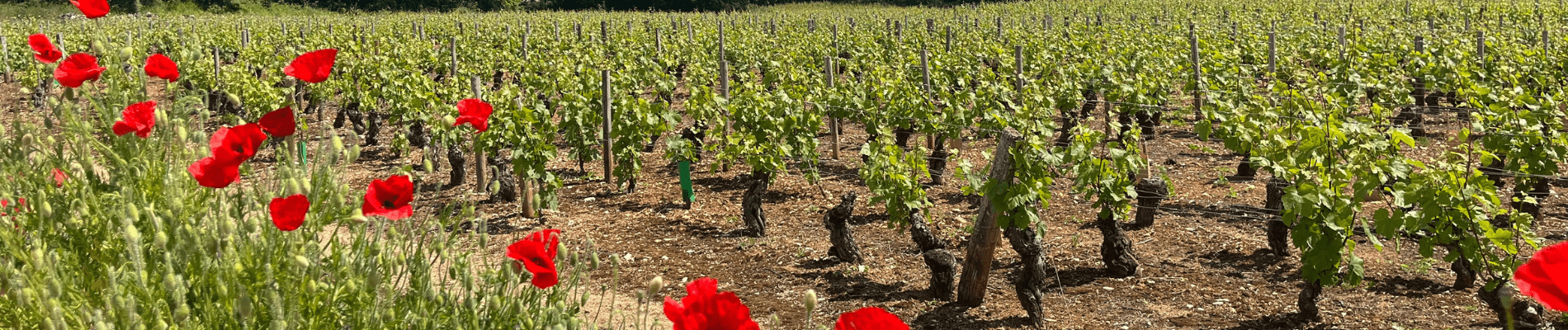 Boutique CUR DE VIGNES - Gevrey Nuits Commerces