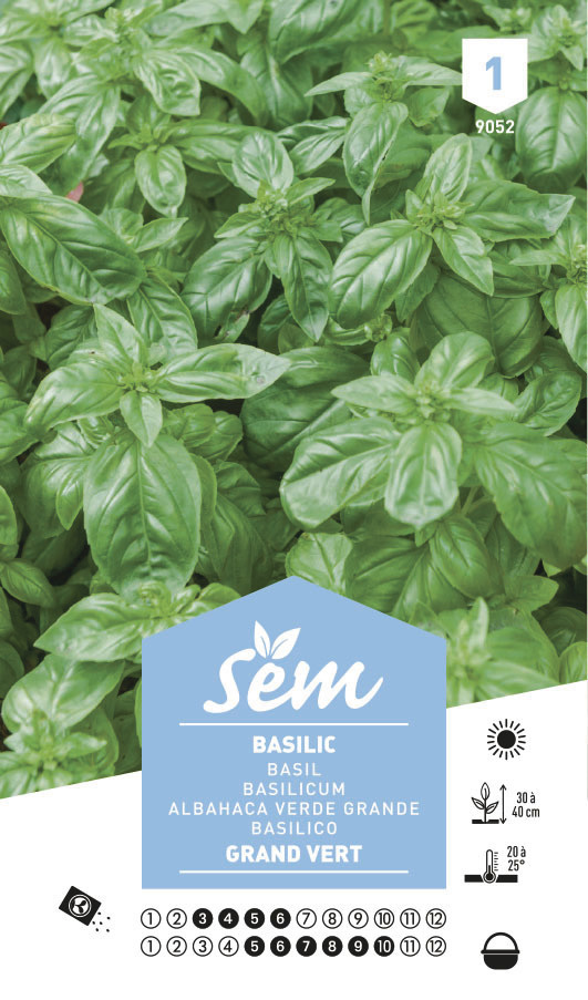 basilic grand vert sem graine semence aromatique potager sachet semis - Voir en grand