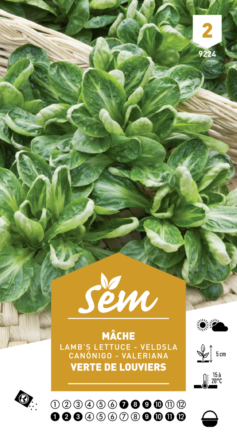 Graines De Mâche (Feldsalat) Coquille De Louviers - Sachet De 12g (environ 9300 Graines) - Variété Précoce Et Résistante Au Froid