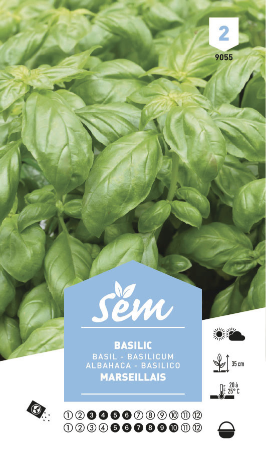 basilic marseillais sem graine semence aromatique potager sachet semis - Voir en grand