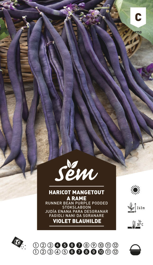 haricot à rames violet blauhilde sem graine semence potager boite semis - Voir en grand