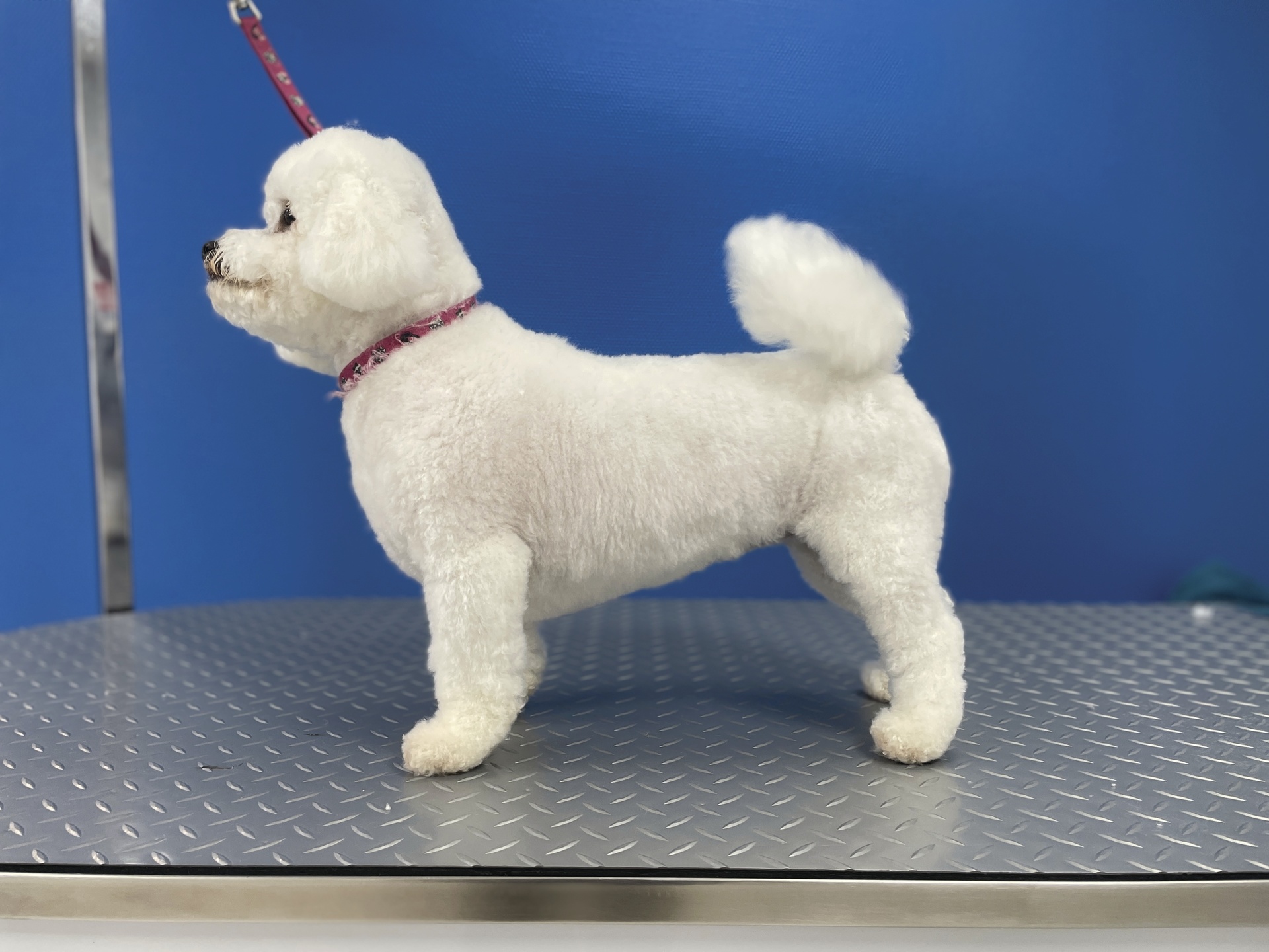 Boutique StyliDog Toilettage - Norge et Tille