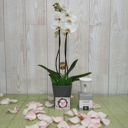 orchide avec sa bougie parfume mathilde M - Aux Joly fleurs