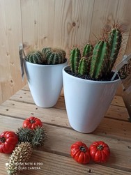 cactus avec cache pot blanc  - Chris'Flor