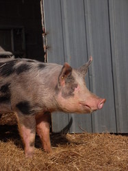 Demi tte de porc bio - FERME DE BONNEVAL