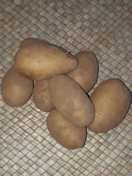 Pommes de terre bio varit Ecrin - Le potager des saveurs