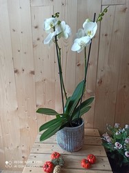 orchide blanche 2 branches avec cache pot  - Chris'Flor
