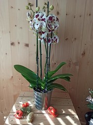 orchide 4 branches avec cache pot  - Chris'Flor