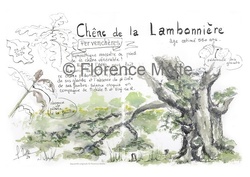 chne de la Lambonnire - Aquarelles et dessins du Patrimoine - Florence Motte