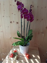 orchide 4 branches avec cache pot  - Chris'Flor