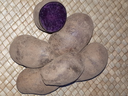 Pommes de terre Ulysse bio ( tous usages) - Le potager des saveurs